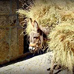 Farm stay Casas Do Cruzeiro